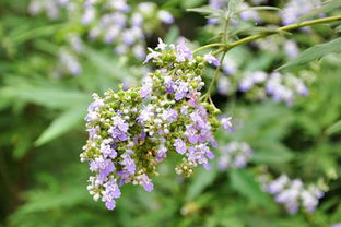 荆条花(荆条花蜂蜜的作用与功效)_竞价网