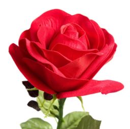 送玫瑰花代表什么意思(微信送玫瑰花代表什么意思)_竞价网