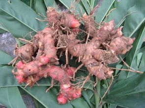 野生姜功效与作用 中药材野生姜又称作"黄精";也有地区称作:龙衔;鹿竹