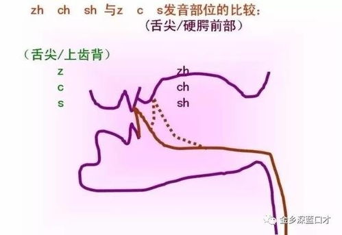 平舌音发音时舌尖抵住上齿背或者下齿背都可以.
