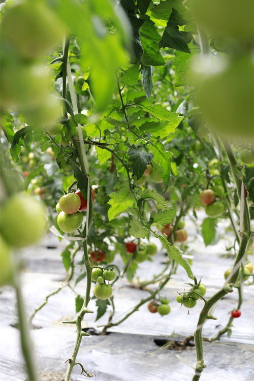 硕果累累的近义词_硕果累累近义词成语_硕果累累的近义词是