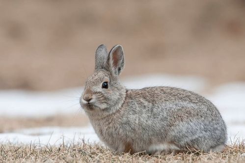 rabbit 短语 兔子洞 downtherabbithole ; bunnyburrows ; ra it hole