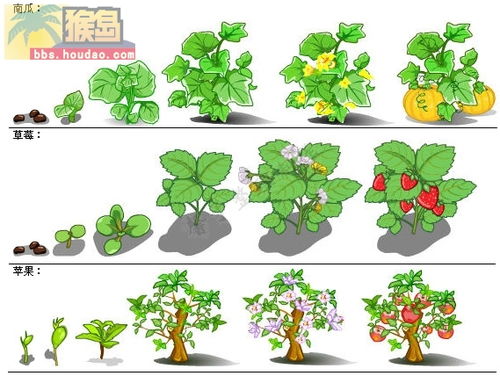 植物的生长过程