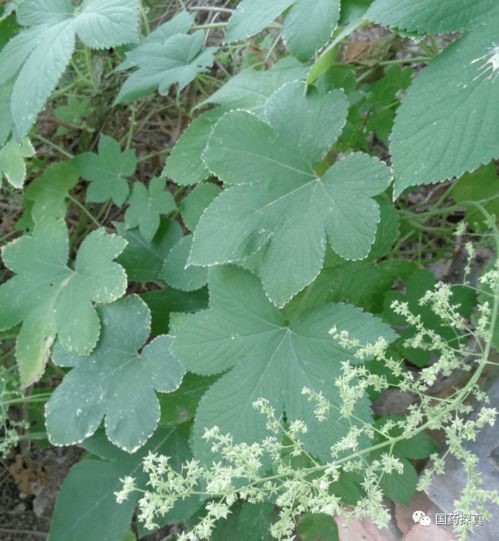 【别名】和山姜,九姜连,姜叶淫羊藿,九龙盘,姜七,高良姜,鸡爪莲