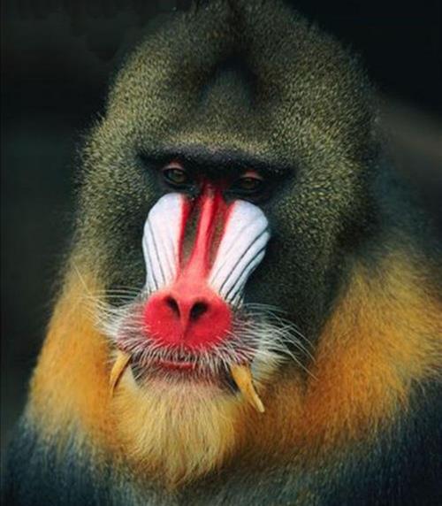 又叫鬼狒狒,英文名:mandrill学名:mandrillus sphinx 山魈也叫鬼狒狒