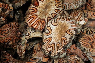 野生飞天擒罗如何煲汤