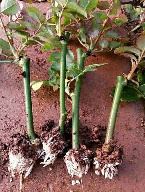 一什么绿毯一什么枝条一什么傍晚填量词?