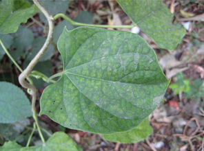 伸筋藤(伸筋藤的功效与作用)