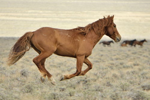 马加大是什么字马加大是什么字怎么读