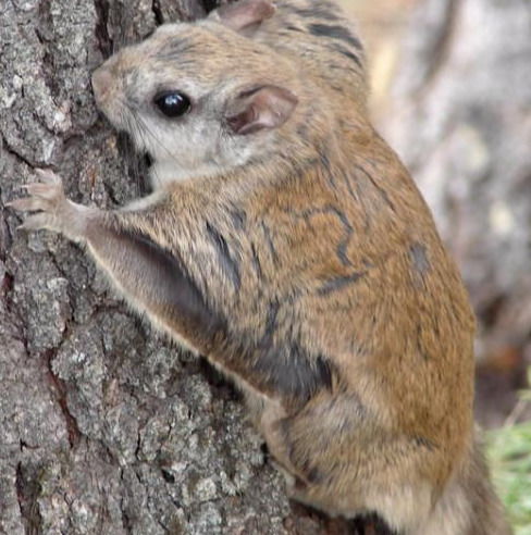 鹆怎么读_竞价网