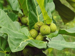 克地老泡酒,生点好,还是熟的好