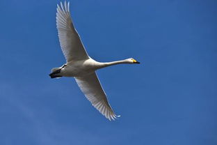 翱翔意思凌空翱翔意思