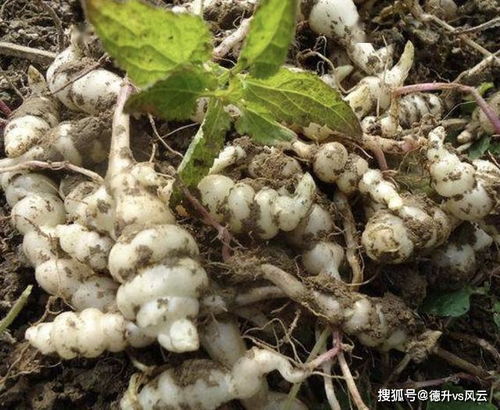 地环是什么菜地环是螺丝菜,又称甘露,地蒌,冈蒌,栝蒌根.