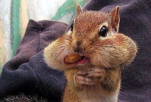 分词: squirreled/squirrelled 现在分词: squirreling/squirrelling