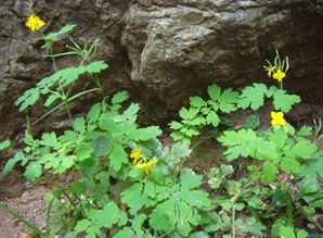 白屈菜图片白屈菜图片与功效