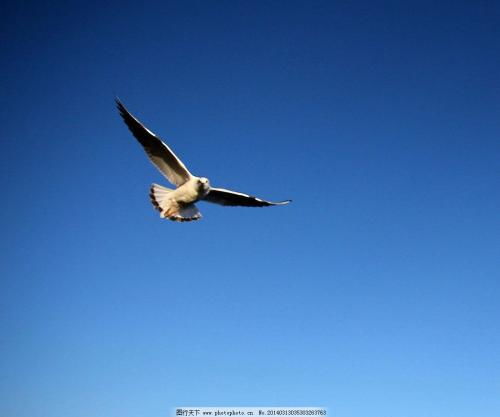 翱翔意思凌空翱翔意思