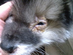 幼犬犬瘟热初期症状