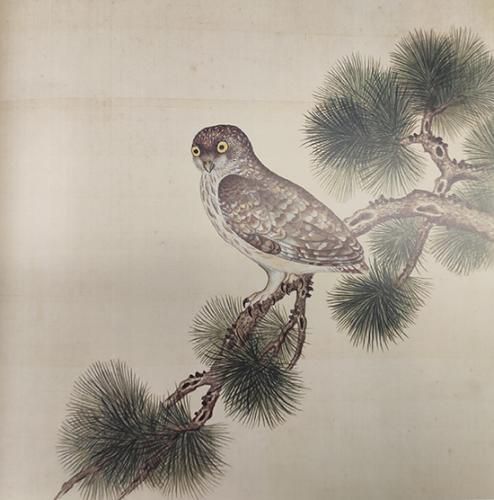 鸮鸟怎么读(鸮鸟怎么读音什么意思)_竞价网