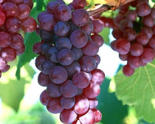 grape是什么意思grape是什么意思啊英语