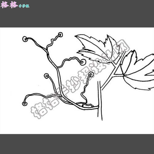 爬山虎的脚简笔画爬山虎的脚简笔画步骤