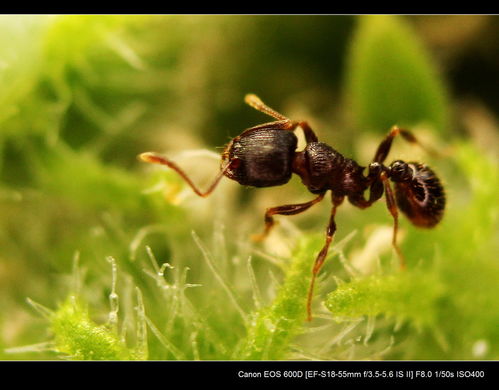 蚂蚱, 蚂蜂, 蚂蟥, 蚂蚍, 蚂蝗, 切蚂, 蚂螂, 虾什蚂, 蚂蚁矢, 戏蚂蚁
