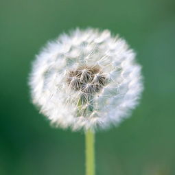 蒲公英图片蒲公英图片大全大图高清