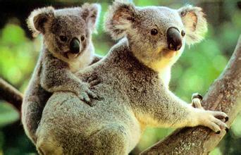熊又叫考拉,无尾熊,可拉熊, 学名:phascolarctos cinereus 英文:koala