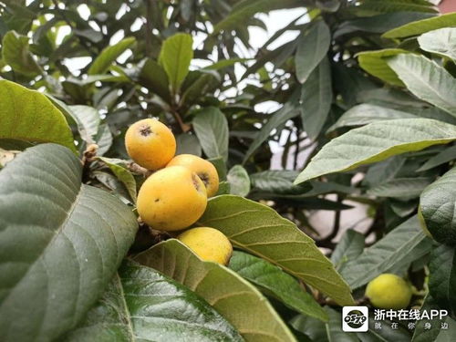 院子里种了多年的枇杷树正枝繁叶茂,开花结果的时候,但老婆不知哪儿听