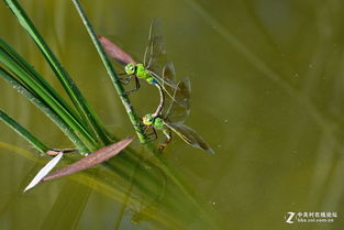 蚂螂的拼音蚂螂的拼音怎么读