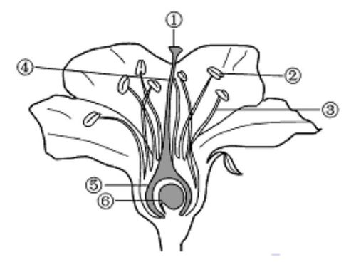 画的结构花的结构