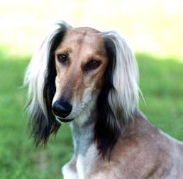 saluki萨路基猎犬