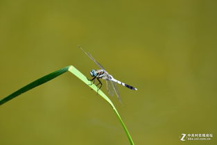 蚂螂的拼音蚂螂的拼音怎么读