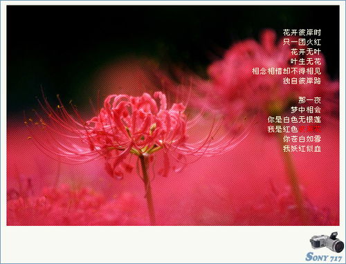 曼陀沙华曼珠沙华和彼岸花是一种花吗