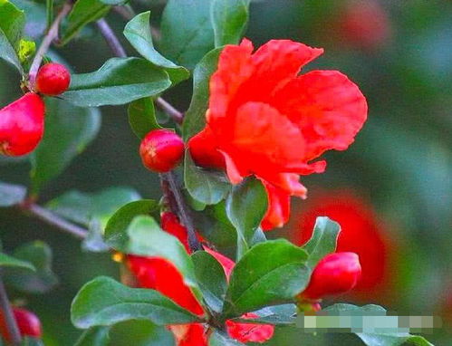 石榴花的寓意是什么?