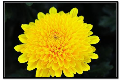 白菊花代表什么意思黄菊花和白菊花代表什么意思