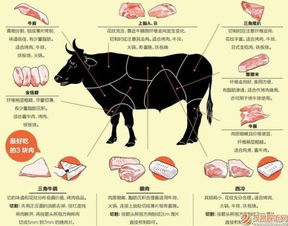 牛身上所有的部位名?
