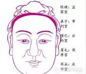 正确的五官是指哪五个部位