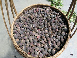 捻子图片捻子图片功效