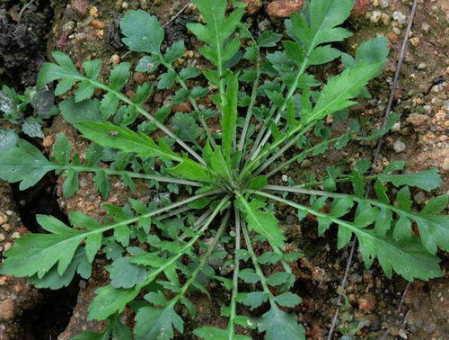 春天野菜春天野菜图片及名称