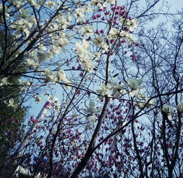 惟解漫天作雪飞上一句是什么?