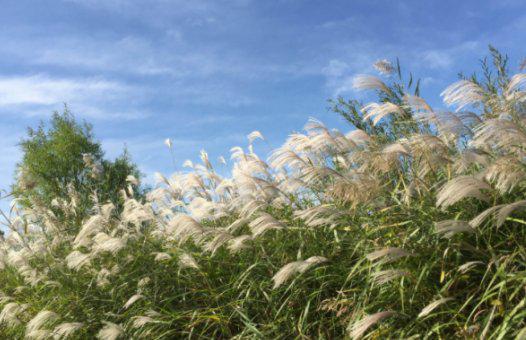 形容微风的优美句子全是写风