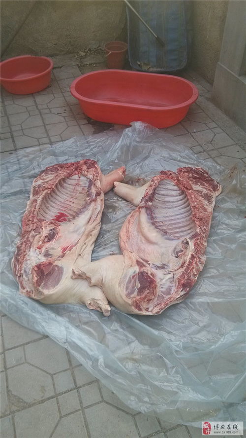 杂交野猪肉图片