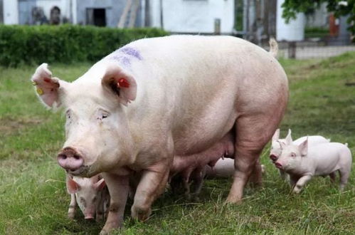 母猪怀孕80天图片图片