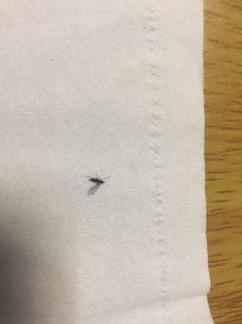 别名眼菌蚊,菇蝇,菇蛆,菇蚊,闽菇迟眼蕈蚊等,属双翅目,尖眼蕈蚊科