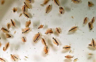 水蚤是什么类动物?