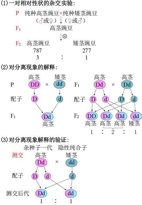 因此分离定律的应用完全适用于独立分配规律.(3)连锁遗传规律 1
