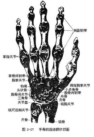 手臂各个部位名称图手臂各个部位名称图解