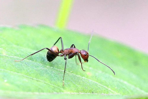 蚂蚁是益虫还是害虫蚂蚁是益虫还是害虫请说明理由
