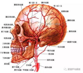 人体头部构造器官图解图片