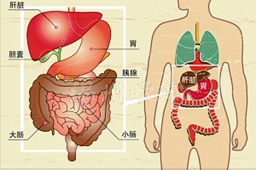 胆和胰腺位置图片图片